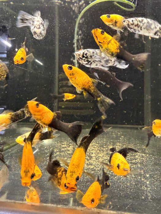 Molinezja złoto-czarna - Tina Zoo Gliwice Witkiewicza