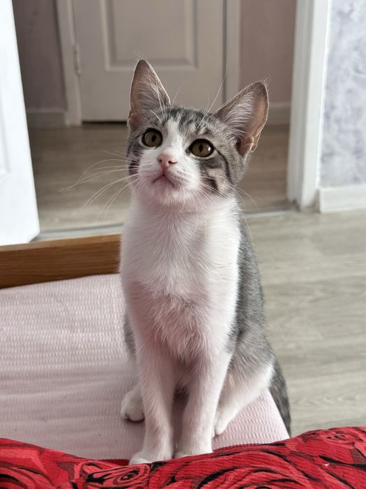 Подрощенные котята в самые заботливые и ответственные руки!