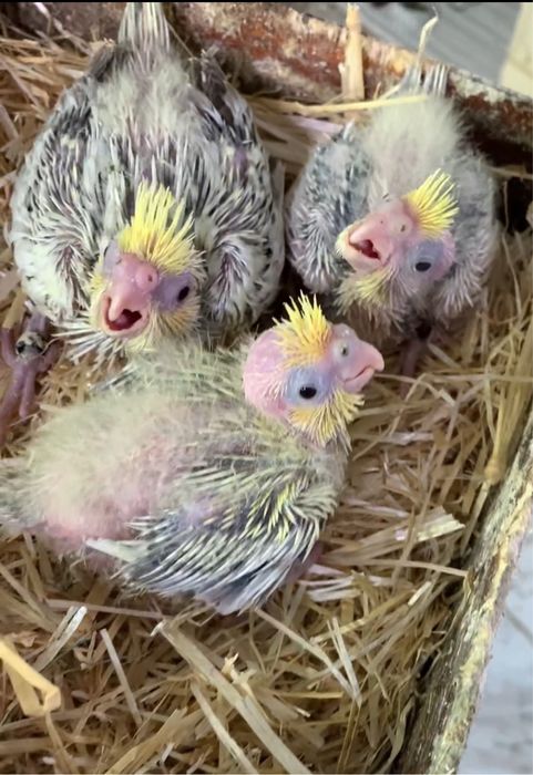 Caturrinhas para acabar de criar a mão