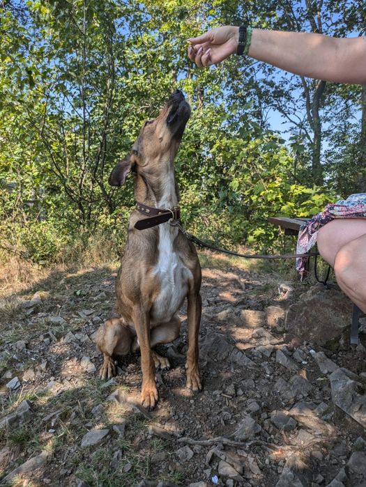 Przepiękny Pesto w typie charta szuka domu! Adopcja