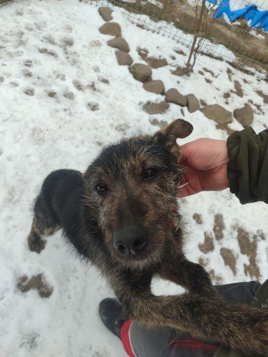 Znaleziony szczeniak do oddania