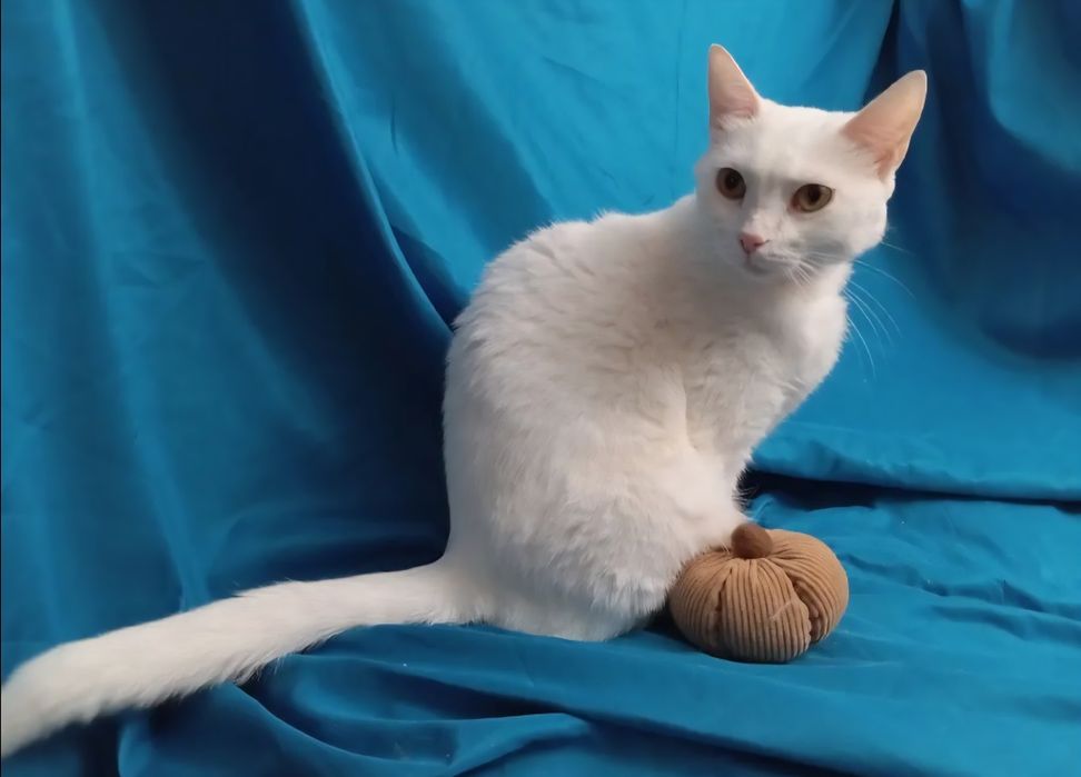 Отдам даром в добрые руки белую кошечку