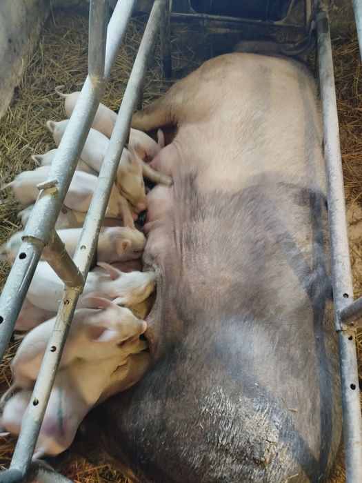 Продаються поросятка