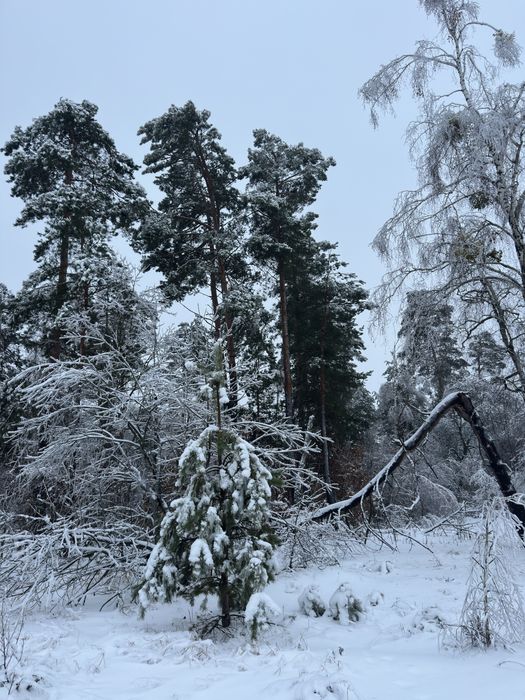 Дмитрівка Куба 10 соток ліс