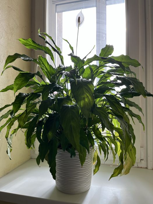 Спатифіллум Spathiphyllum