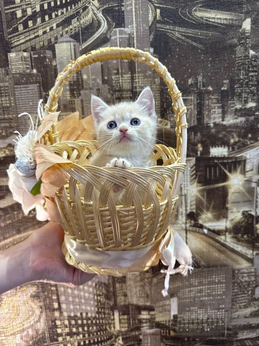 Шотландські кошенята