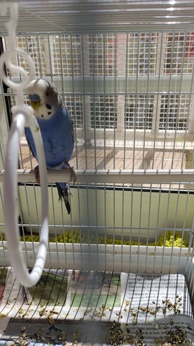 Piriquito criar a mão