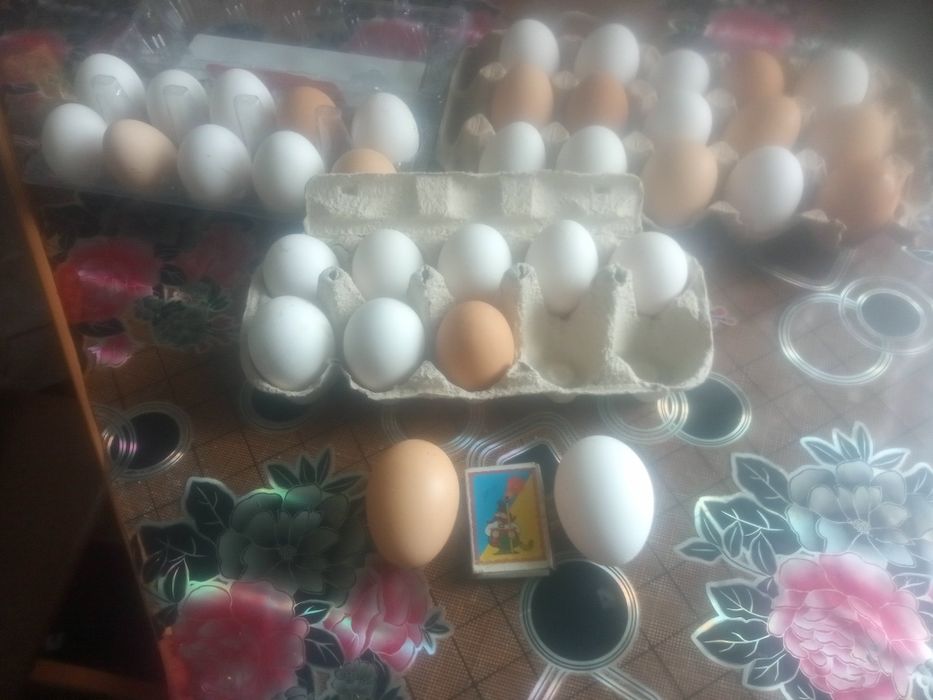 яйца  домашних кур