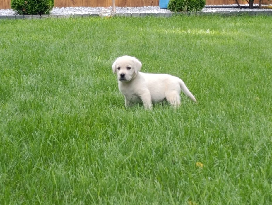 Labrador retriever