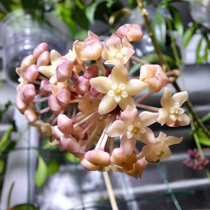 Hoya 'Sarawak Cream'и Хойя Обовата Вариегата: 300 грн. - Кімнатні