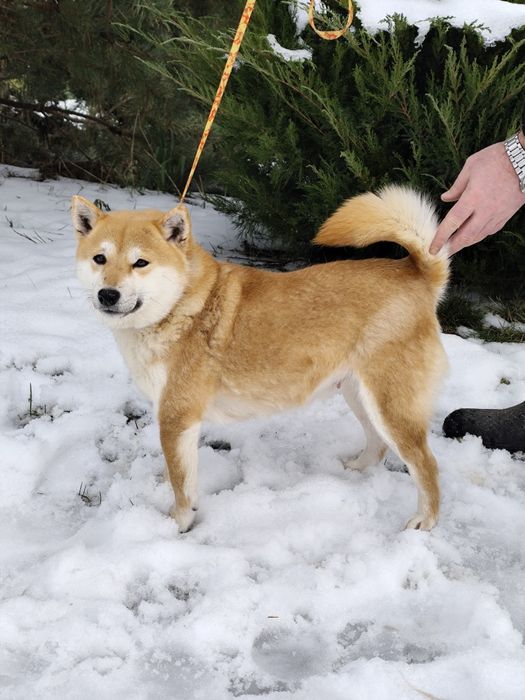 Дівчинка Шиба Сіба Іну