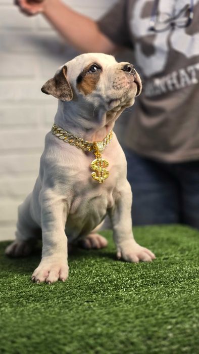 American bully xl
