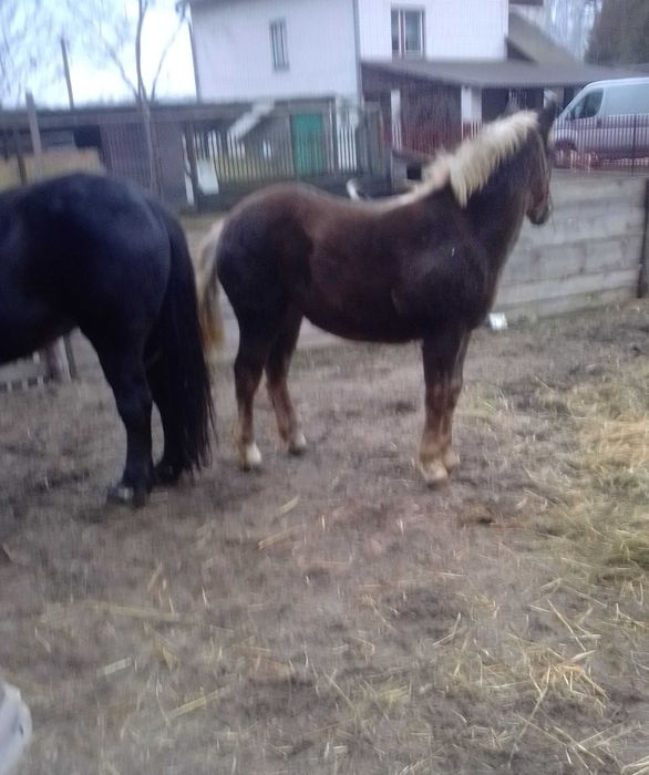 Kobyłę źrebną i ze źrebakiem sprzedam.