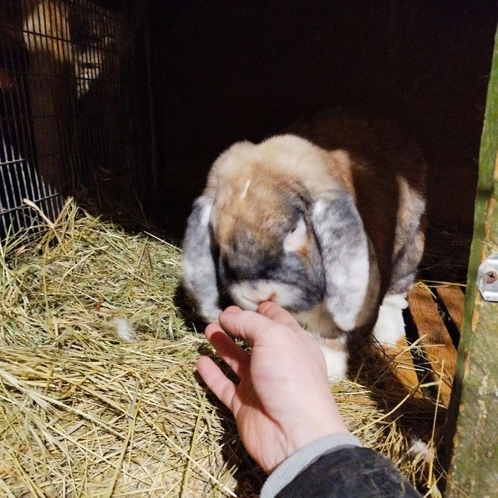 Кролики Французький баран