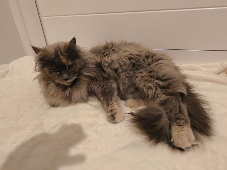 Maine Coon Kocurek biszkoptowy