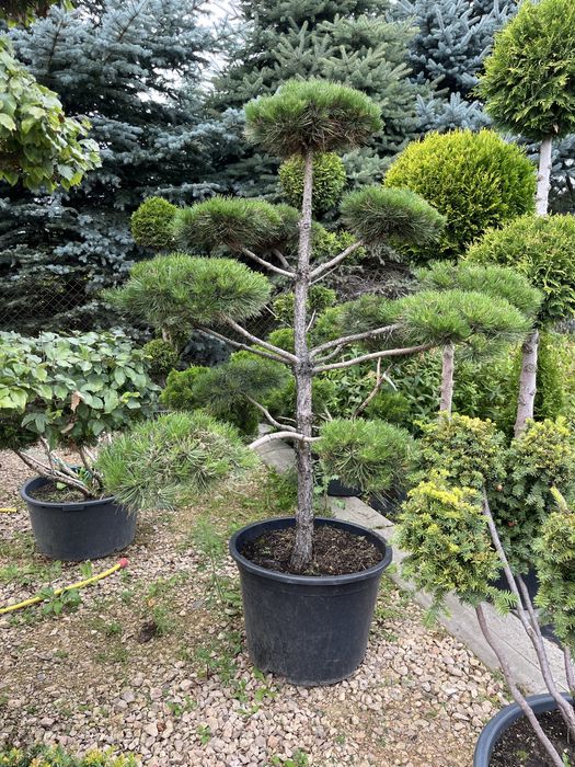 Drzewa, krzewy szczepione, bonzaje