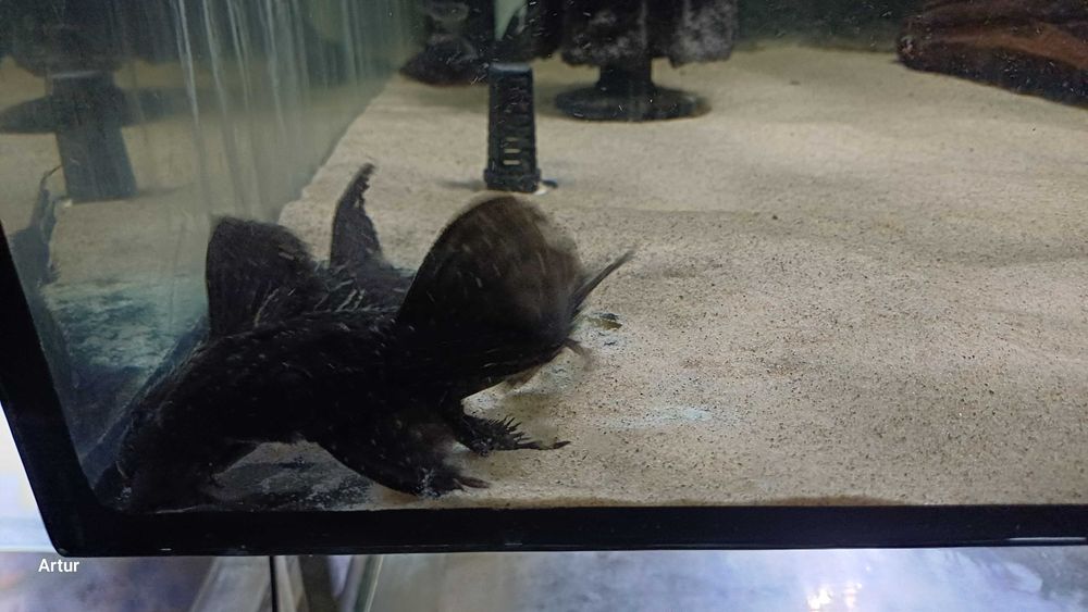 Zbrojnik Pseudacanthicus serratus SURINAME różne rozmiary