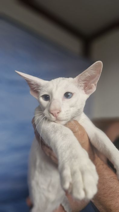 Peterbald koteczka