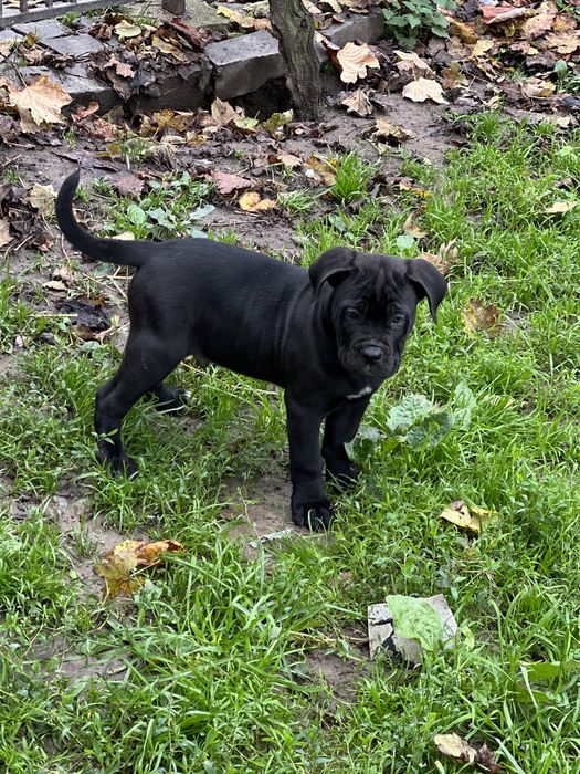 Корсята в пошуках люблячоі родини