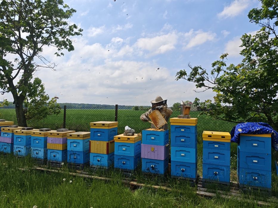 Pasieka na ramce wielkopolskiej hoffmanowskiej z ulami Łysoń