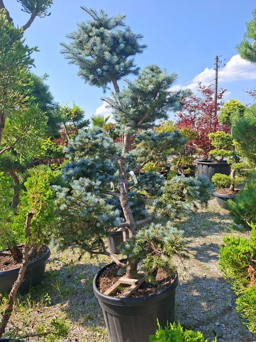 Bonsai m.in. z sosny 'Watereri', DUŻE OKAZY