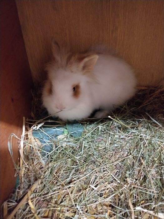 Sprzedam samice miniaturki