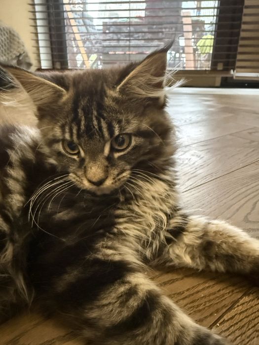 Kotka Fibi przepiekna Maine Coon