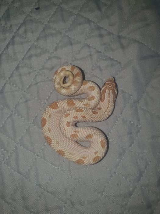 Heterodon zachodni samiec toffee conda zamiana