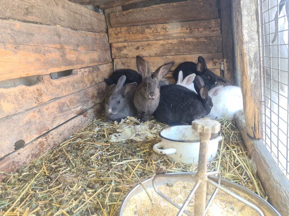 Продам кролі маленькі