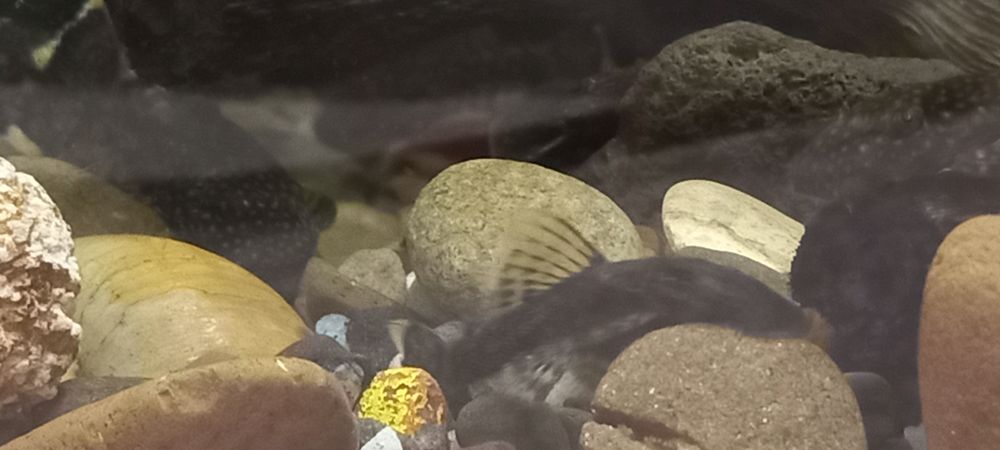 Акваріумні рибкии