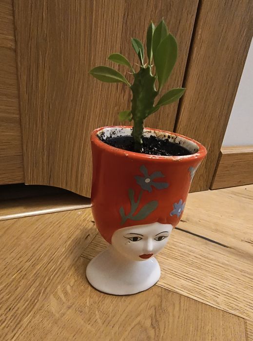 Kaktus wilczomlecz