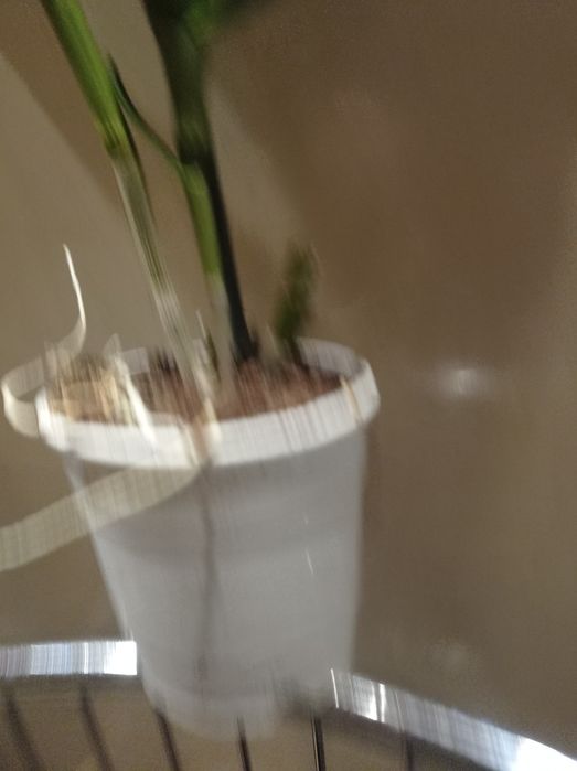 Орхидея Дендробиум Нобиле.