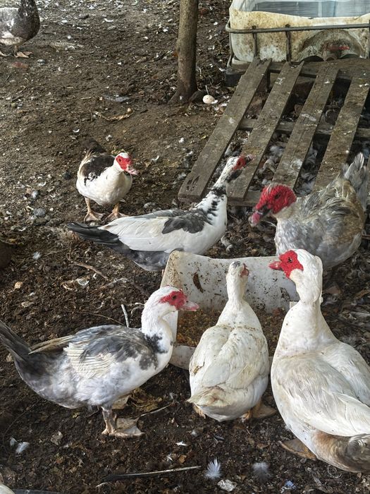 Patos e patas  grandes