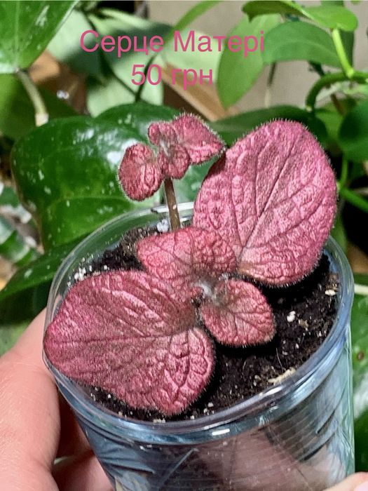 Епісція зрізи та вкорінені