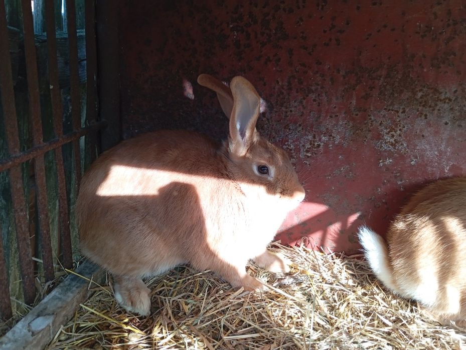 Samiczki burgundzkie