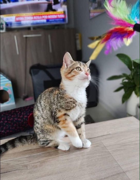Marzenka - kotka do adopcji!