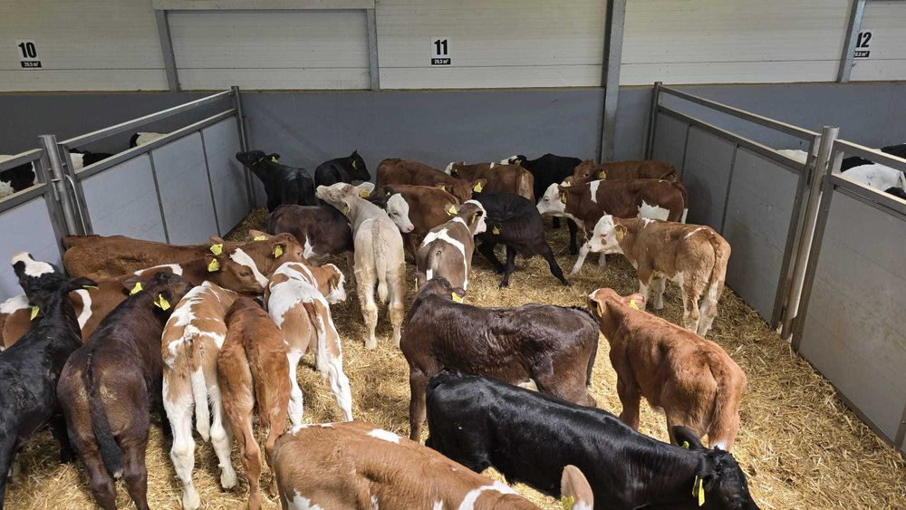 Byczki i Jałówki Cielęta MM NCB HF 50-100kg POLSKIE