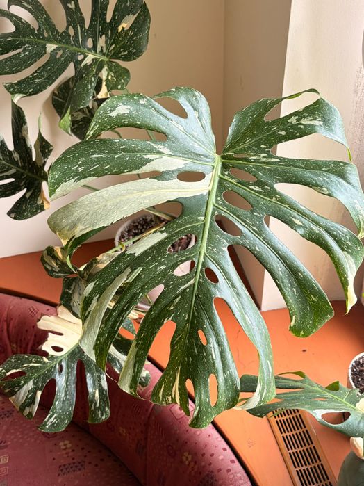 Monstera Thai Constellation duża XL + doniczka z podstawką