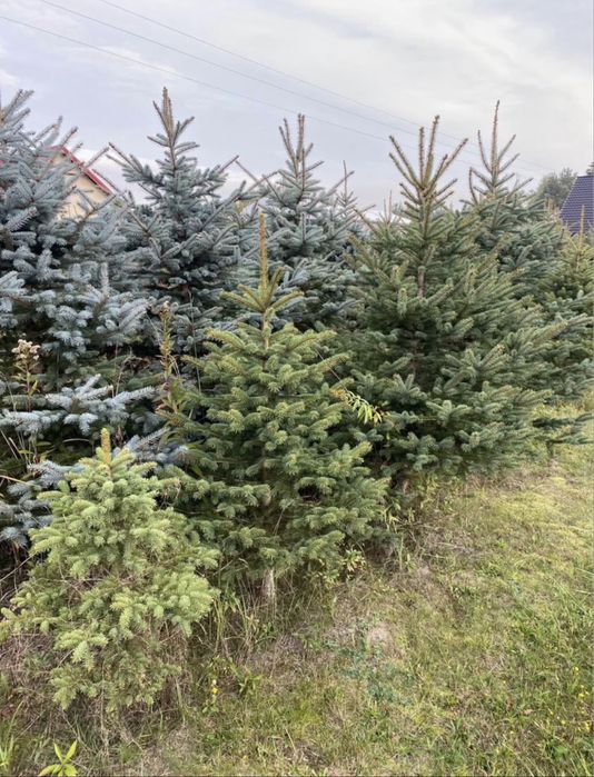 CHOINKI z własnej plantacji