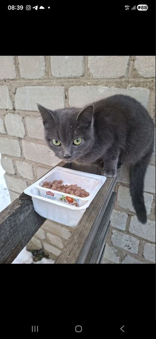 Кошеня харків дівчинка