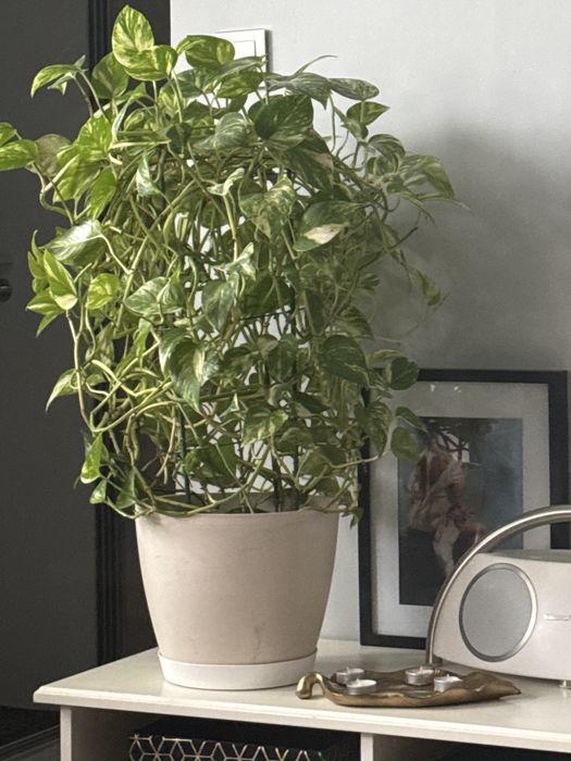 Epipremnum aureum- przebarwienia na liściach M z białą doniczką