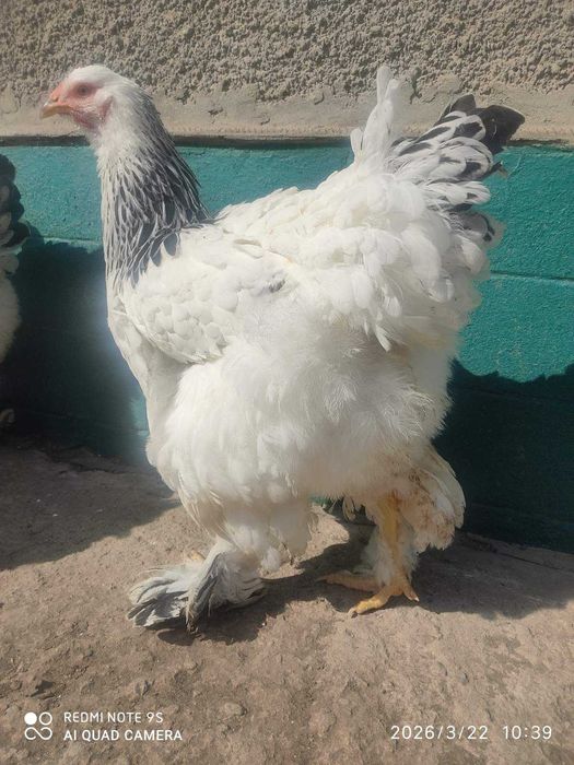 Продам кури Брама Світла, сім'я