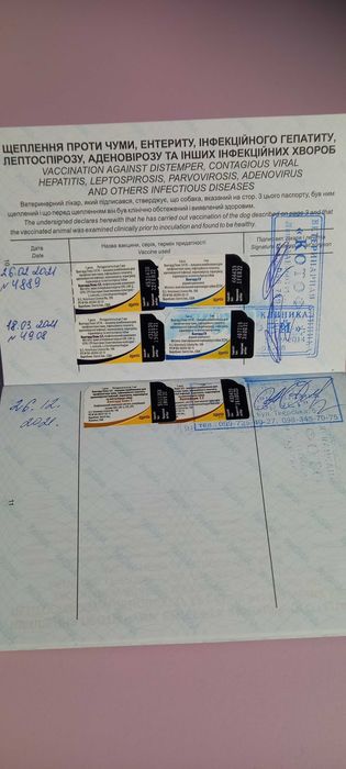 ВЯЗКА Джек Рассел терьер ( мини)