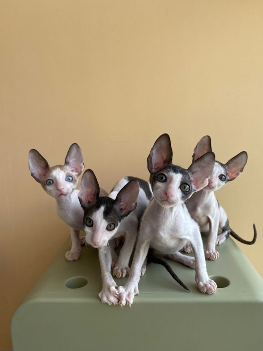 Корніш Рекси кошенята