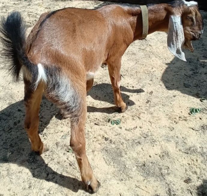 Козлик для парування Ваших кізочок