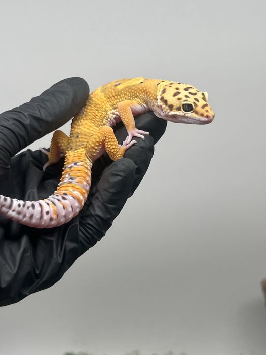 Gekon lamparci samiec tangerine możliwe terrarium