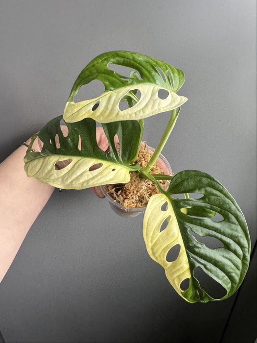 Monstera Adansonii Variegata