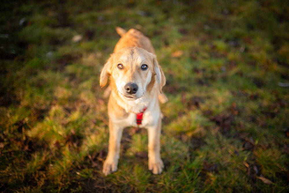 Wafel - biszkoptowy SZCZENIAK szuka domu!