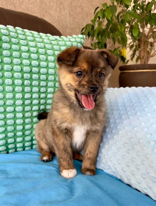 Agat - mały koleżka do adopcji!