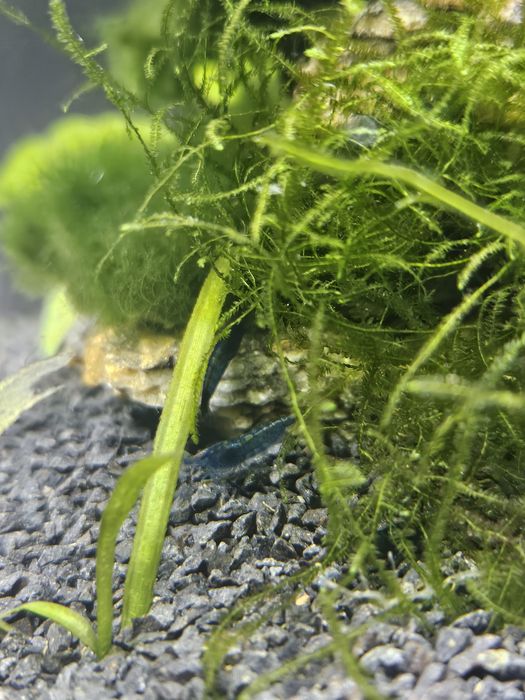 Krewetki blue velvet